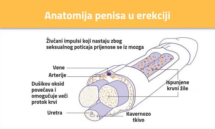 Anatomija penisa u erekciji
