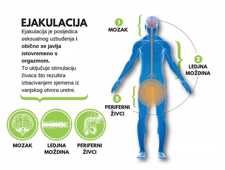 ejakulacija slika