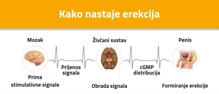 Kako nastaje erekcija