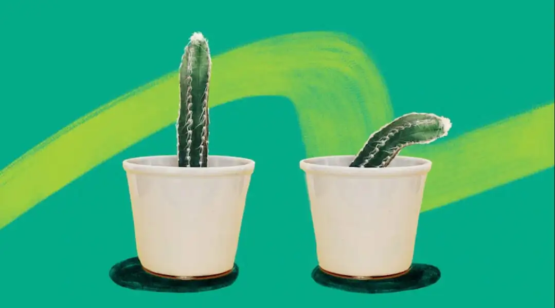 Pad erekcije za vrijeme sexa slika