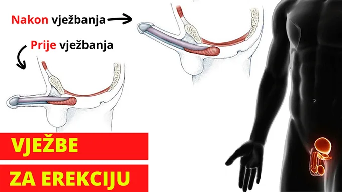 vjezbe za erekciju slika